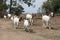 A group of goats walking in a row. A herd of goats heading to a food source.