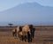 The group goes on savanna elephants on backgrounds Kilimanjaro. Africa. Kenya. Tanzania. Serengeti. Maasai Mara.