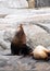 A group of golden brown sea lions sunning themselves on rocks by the water in Tofino, Canada