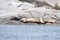 A group of golden brown sea lions sunning themselves on rocks by the water in Tofino, Canada