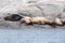 A group of golden brown sea lions sunning themselves on rocks by the water in Tofino, Canada