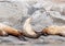 A group of golden brown sea lions sunning themselves on rocks by the water in Tofino, Canada