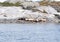 A group of golden brown sea lions sunning themselves on rocks by the water in Tofino, Canada