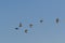 Group with Golden Plovers birds flying in formation by a blue sky