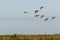 Group with Golden Plovers birds flying in formation over a landscape