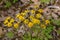 Group of Golden Ragwort - Senecio aureus