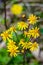 Group of Golden Ragwort Wildflowers, Senecio aureus