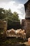 Group of golden retriever canines stands in front of a brick building