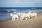 group of golden retriever puppies on a beach
