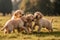 A group of golden retriever puppies playfully tumbling over one another in a grassy field, joyful expressions , ai generative