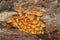 A group of Golden Scalycap fungus Pholiota aurivella growing out of a dead Beech tree in a forest.