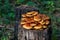 A group of Golden Scalycap fungus Pholiota aurivella growing out of a dead Pine tree in a forest