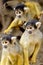 Group of Golden Squirrel Monkey Saimiri sciureus Pampas del Yacuma, Bolivia