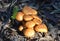 Group of Golden toadstool fungi