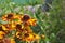 Group of golden yellow and red sneezeweed flowers