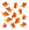 Group of goldfish