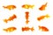 Group of goldfish and bubble eye goldfish isolated on a white background. Animal. Pet