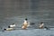 A group of goosanders resting on a partly frozen lake