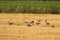 A group goose is foraging at a wheat field in summer in holland