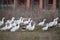 Group goose running in village