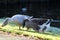 Group gooses eating grass