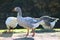 Group gooses eating grass