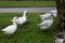 Group gooses eating grass