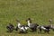 Group of gooses walking in grass at summer