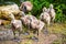 A group of goslings not yet fully grown, fresh out of the water, Golden Gate Park, San Francisco, California