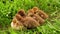 Group of goslings. Yellow little duck geese on natural green background.