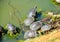 Group of gother tortoises