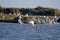 Group of graceful American Flamingos enjoying the time in the water of the Ebro Delta