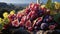 A group of grapes and figs on a rock