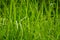 A group of grass leaves in the form of pointed blades, green in color, blurred green grass background