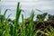 A group of grass leaves in the form of pointed blades, green in colour, blurred green grass background