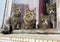 A group of gray cats on a window sill