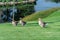 Group gray geese grazing near lake in park. Greylag goose is species of large.