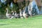 Group gray geese grazing near lake in park. Greylag goose is species of large.