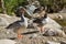 Group of gray goose cleaning and sunbathing