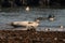 Group of gray seals on the beach of Dune, Germany