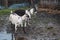 A group of gray-white alpine goats on a backyard walk. Alpine goats drink water from a puddle