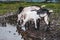 A group of gray-white alpine goats on a backyard walk. Domestic Alpine goats drink water from a puddle