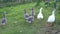 Group of gray and white farm geese, natural green grass setting, slow motion