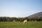 A group of grazing cows on a farmland. Cattle on green field eating fresh grass. Agriculture concept. Global warming caused by