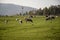 A group of grazing cows on a farmland. Cows on green field eating fresh grass.