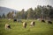 A group of grazing cows on a farmland. Cows on green field eating fresh grass. Agriculture concept. Global warming caused by