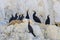 A group of great cormorants resting in their nests