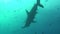 Group of great hammerhead shark on background underwater in sea of Galapagos.