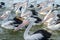 Group of Great Pelicans in water The Entrance