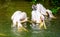 Group of great white pelicans hunting for fish together in the water, typical Pelican behavior